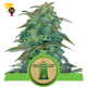 Royal Haze Auto - Royal Queen Seeds